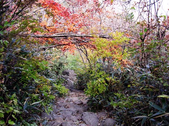 법계사로 오르는 길은 참 예쁘다. 동글동글한 바위가 가지런히 깔리고 초록의 산죽잎들이 융단처럼 펼쳐져 있다. 머리 위로는 형형색색의 단풍이 치장되어 있으니 법계를 찾아가는 발걸음이 즐거울 뿐이다. 